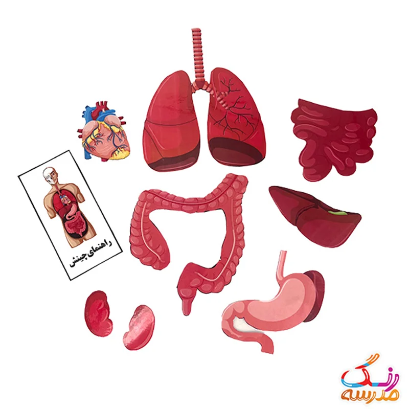 پک آموزش اعضای بدن