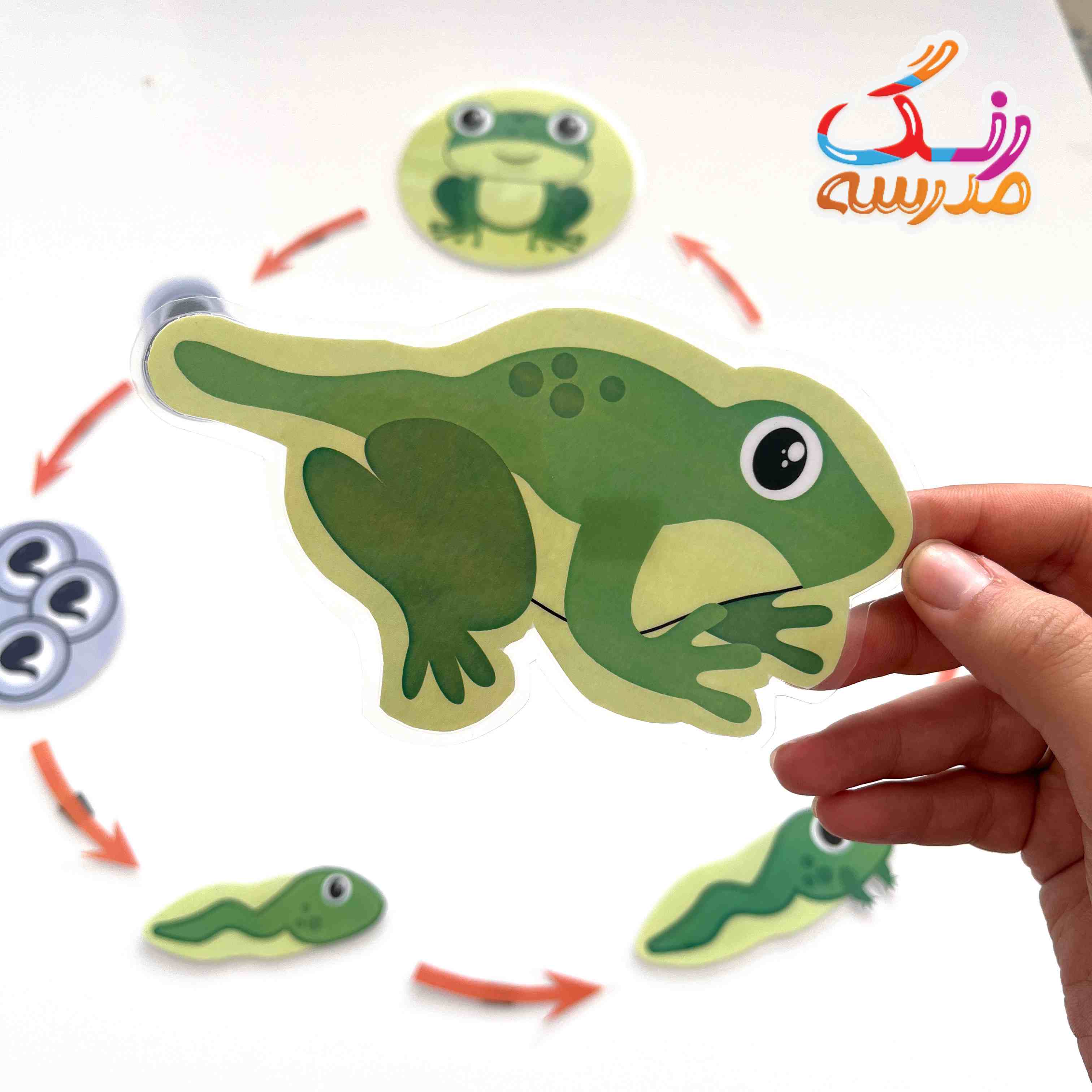 چرخه ی زندگی قورباغه